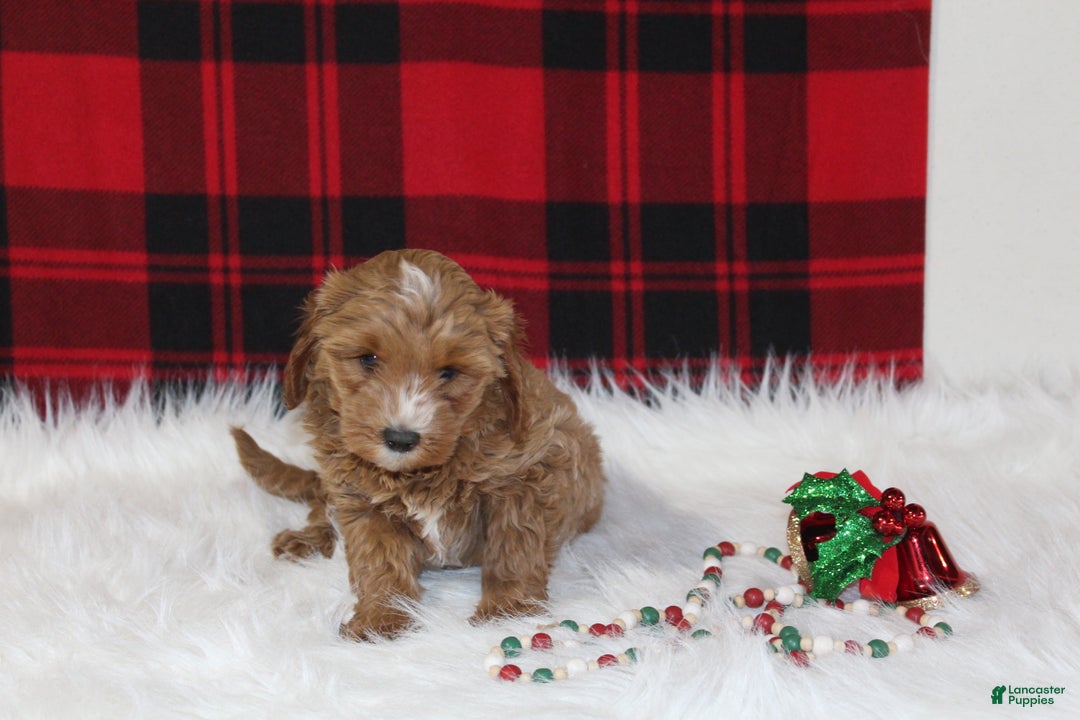 Cavapoo dogs for sale: Dasher - Ad 1