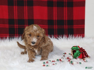 Cavapoo dogs Dasher - Ad 19