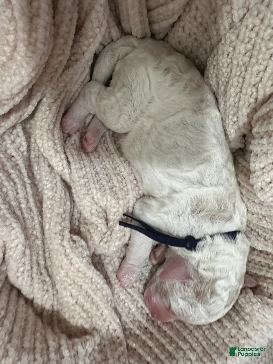 Goldendoodle dogs for sale: Ash 🖤 - Ad 2