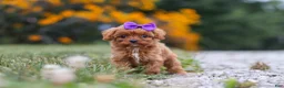 Cavapoo dogs for sale: Lilac - Ad 1