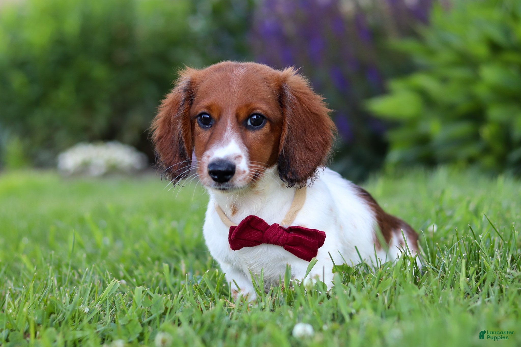 Miniature Dachshund dogs Benji - Ad 1