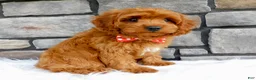 Cavapoo dogs for sale: Lincoln - Ad 6