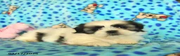 Shih Tzu dogs for sale: Beauty  - Ad 3