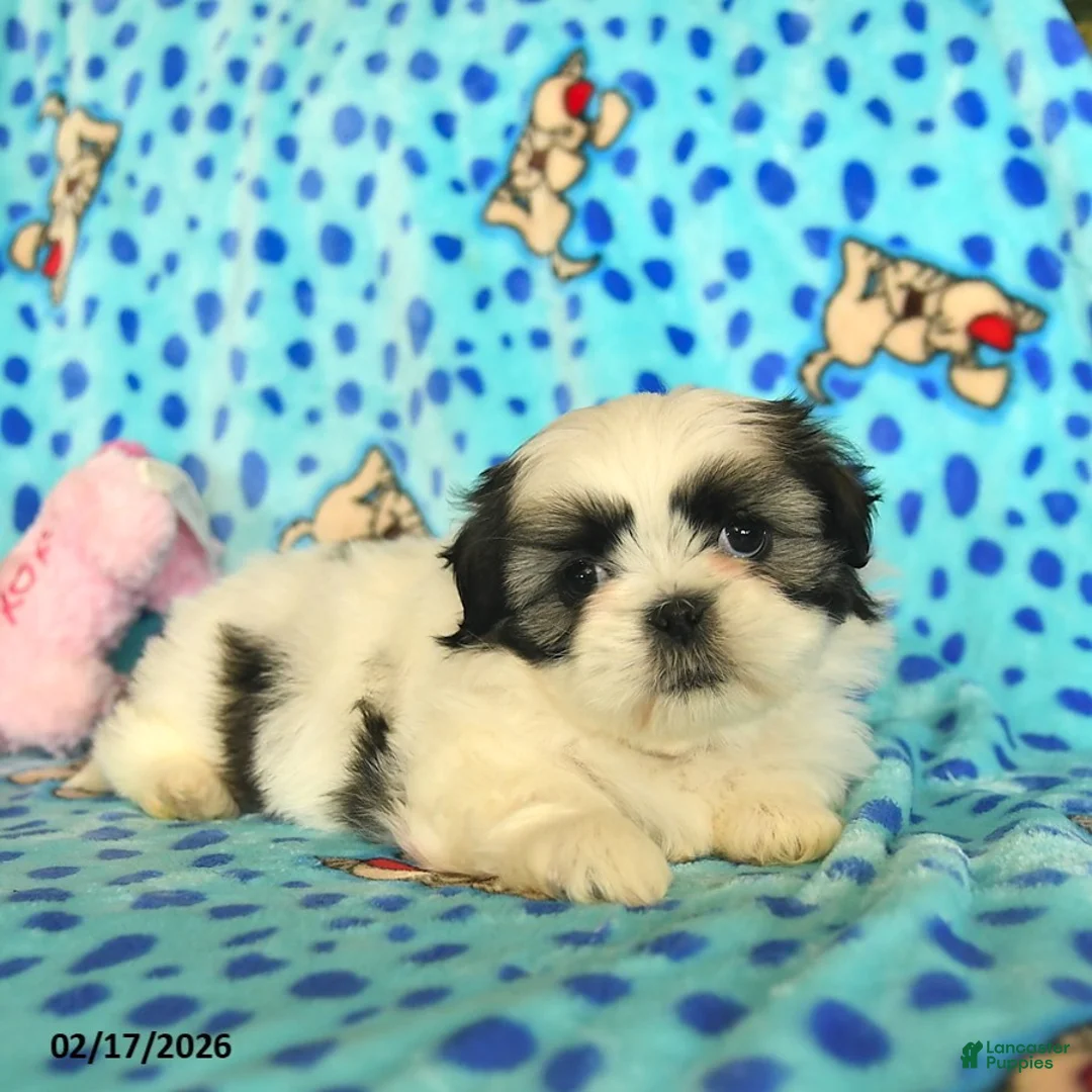 Shih Tzu dogs for sale: Beauty  - Ad 3