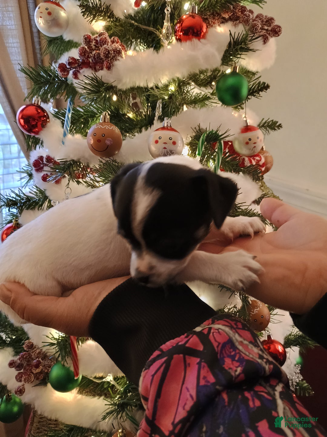 Chihuahua dogs for sale: Bell - Ad 8