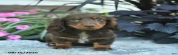Miniature Dachshund dogs for sale: Buddy  - Ad 3