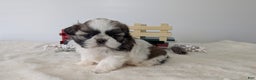 Shih Tzu dogs for sale: Talia - Ad 3