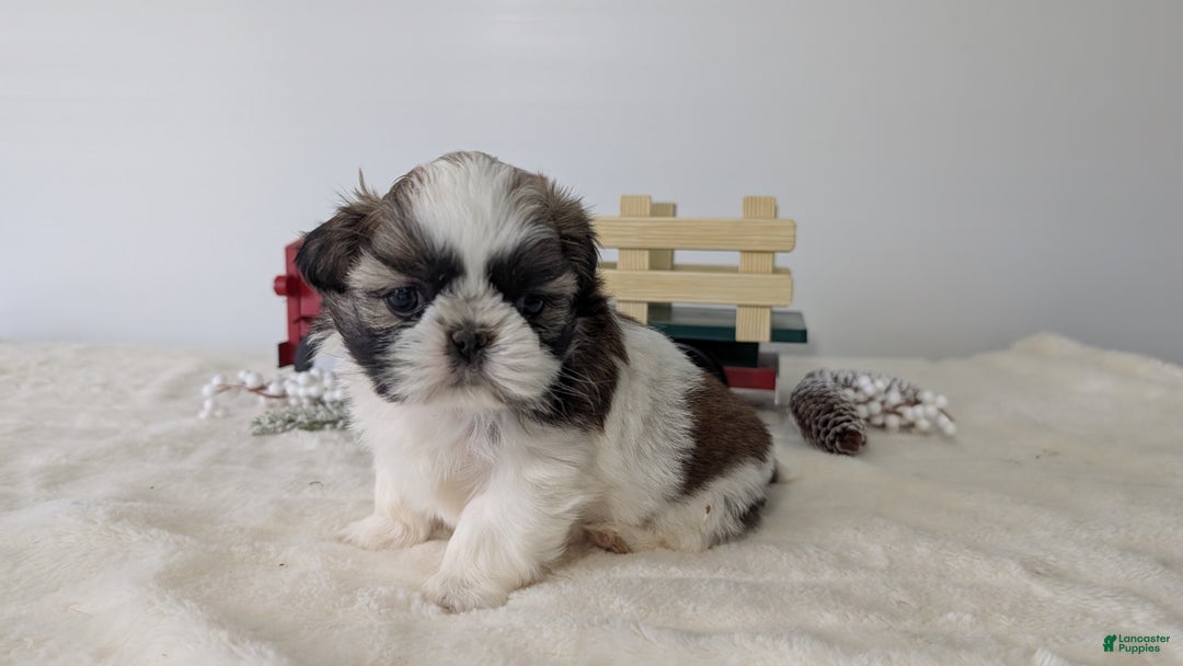 Shih Tzu dogs for sale: Talia - Ad 3
