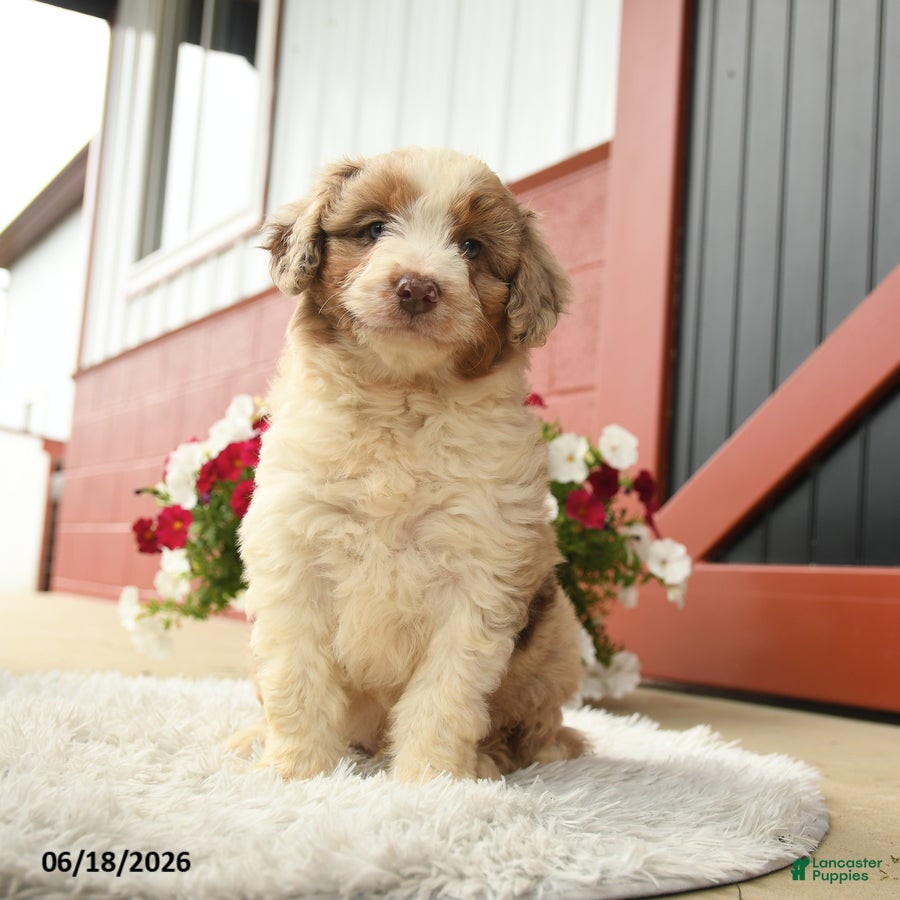Aussiedoodle dogs Hamlet - Ad 1