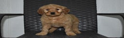 Goldendoodle dogs for sale: Piper - Ad 2