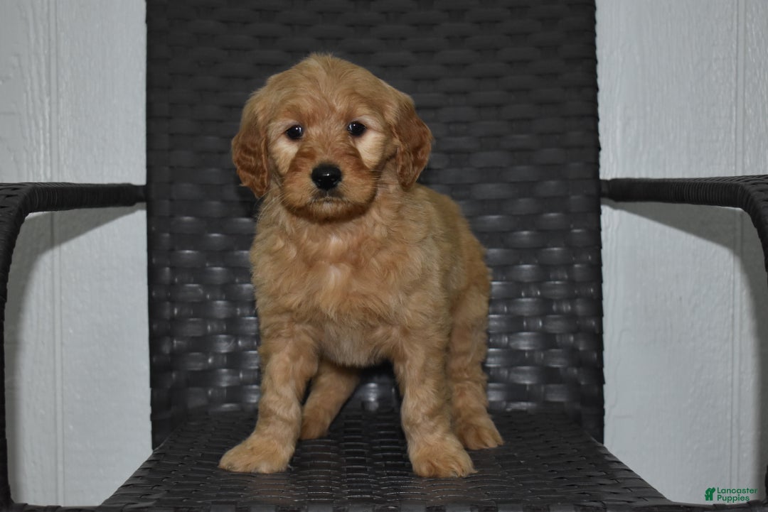 Goldendoodle dogs for sale: Piper - Ad 2