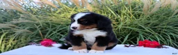 Bernese Mountain Dog dogs for sale: Larry AKC - Ad 3