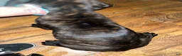 Cane Corso dogs for sale: Cane Corso 1 (black brindle) - Ad 3