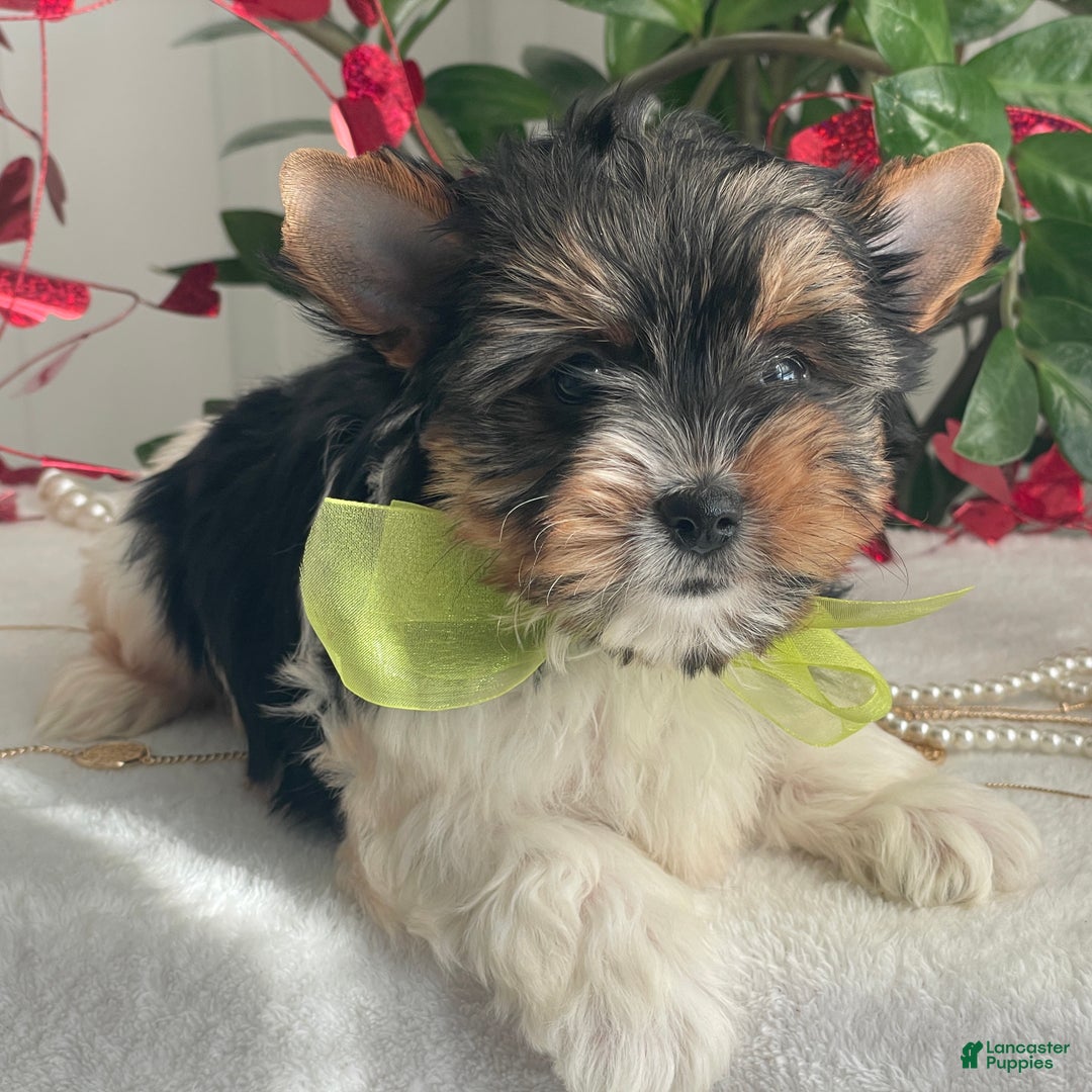 Biewer Terrier dogs for sale: Tony - Ad 5