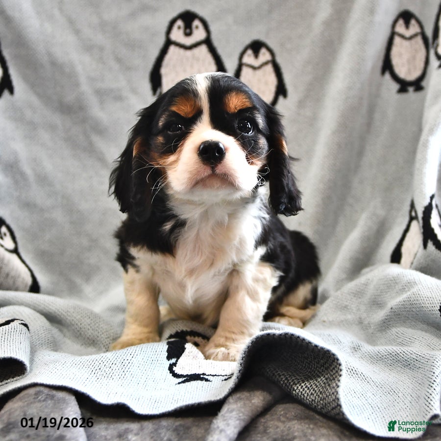 Cavalier King Charles Spaniel dogs Alex - Ad 21