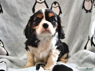 Cavalier King Charles Spaniel dogs Alex - Ad 41