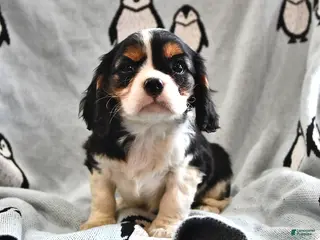 Cavalier King Charles Spaniel dogs Alex - Ad 10