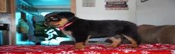 Rottweiler dogs for sale: Noel - Ad 2