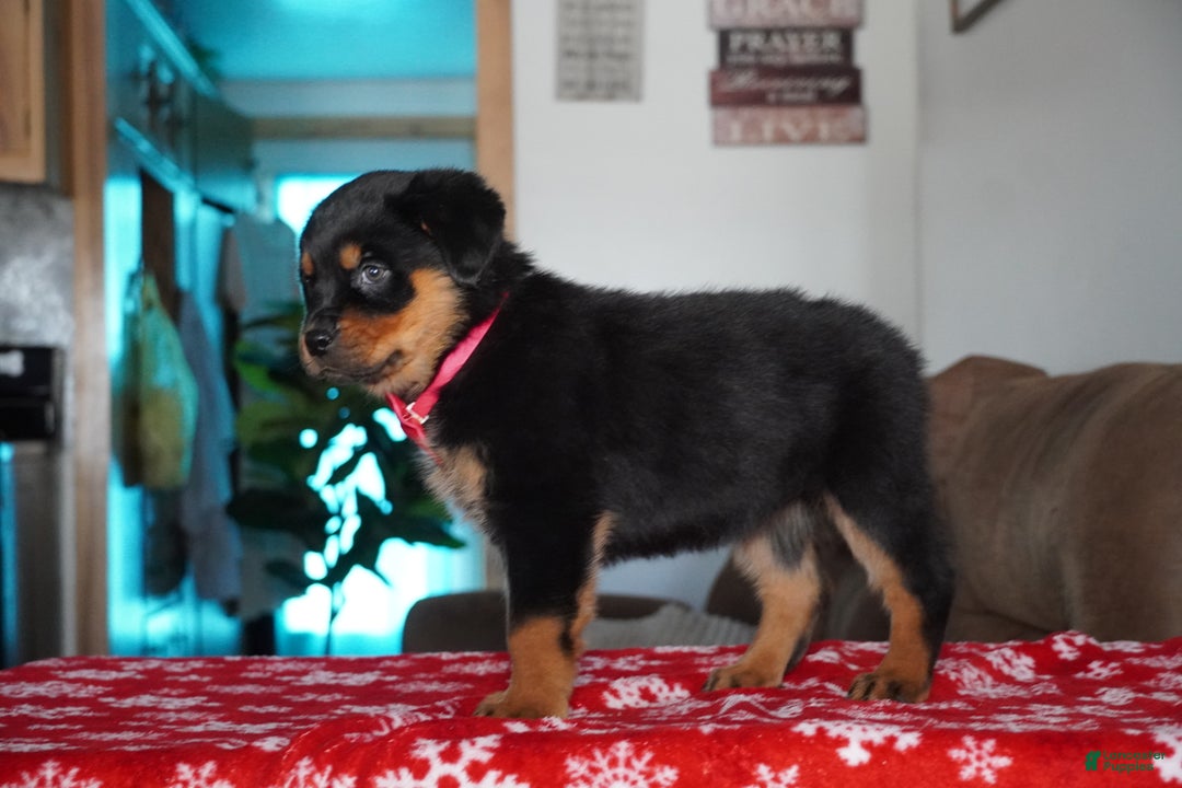 Rottweiler dogs for sale: Noel - Ad 2
