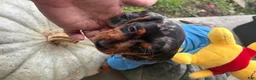 Miniature Dachshund dogs for sale: Miniature Dachshund 1 - Ad 5