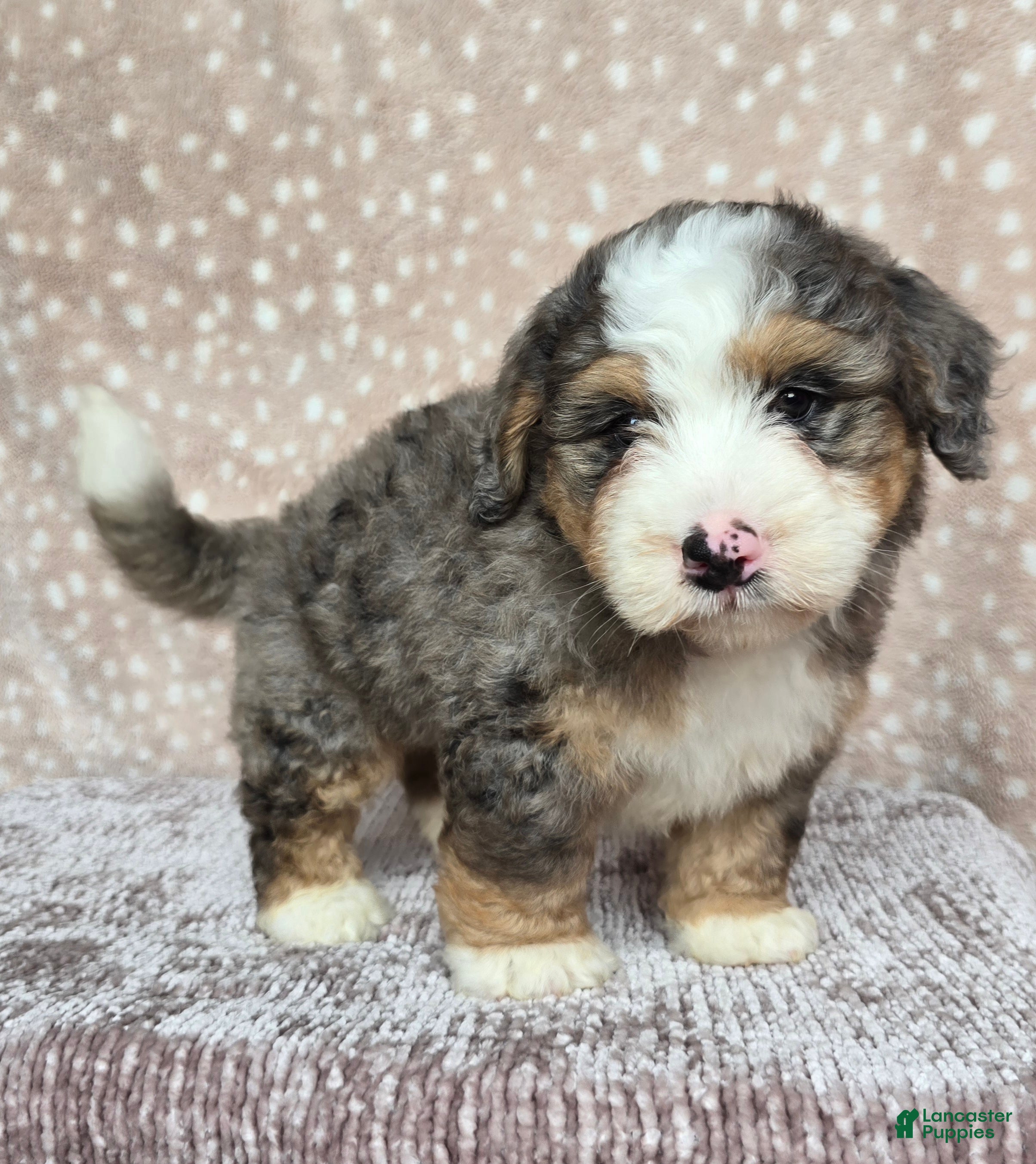 Mini Bernedoodle dogs Mini Harley - Ad 2