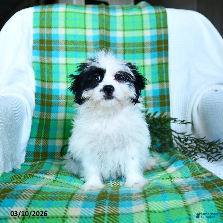 Teddy Bear dogs Wilbur - Ad 1