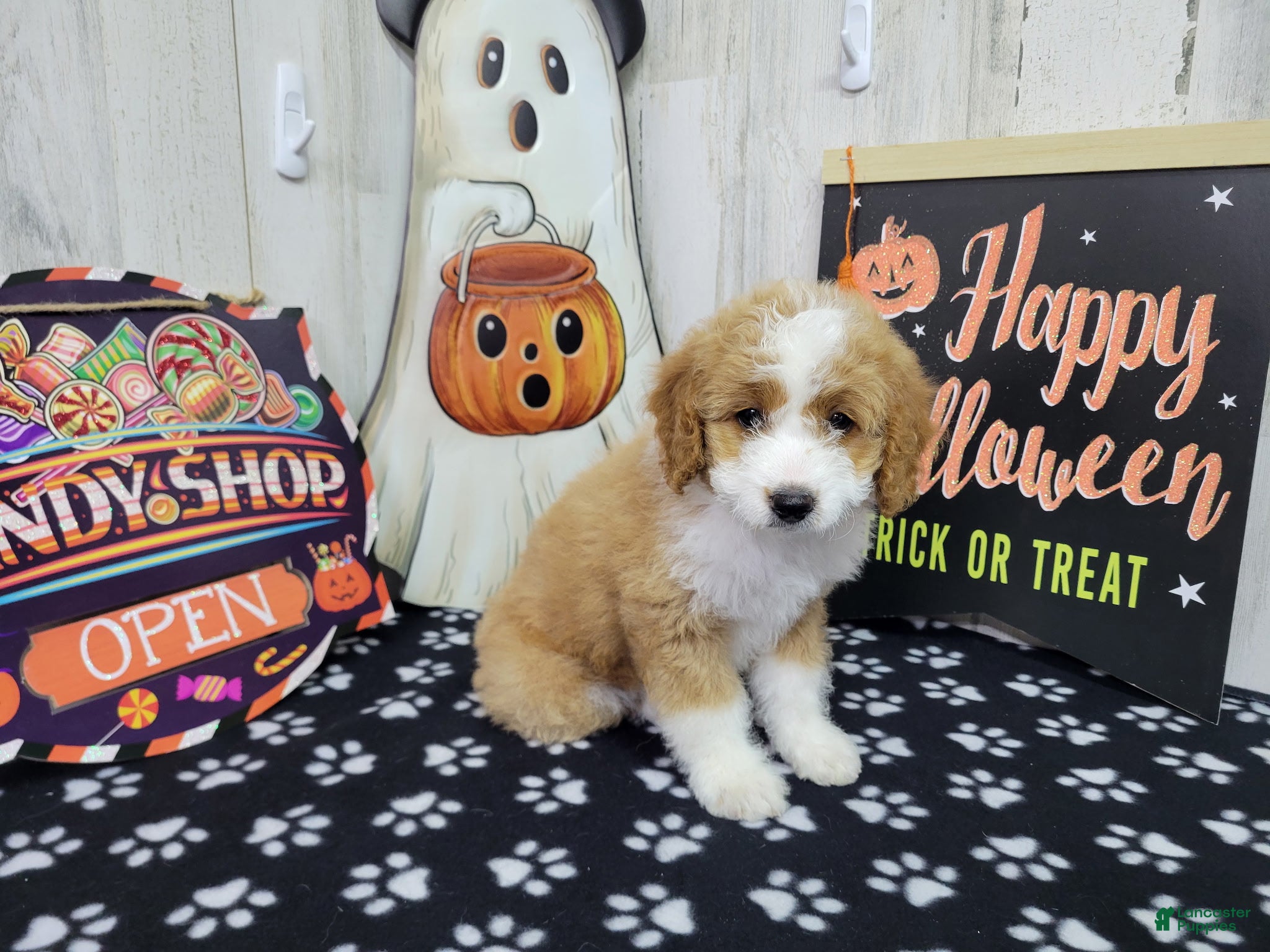 Mini Bernedoodle dogs for sale: F1b Stella - Ad 1