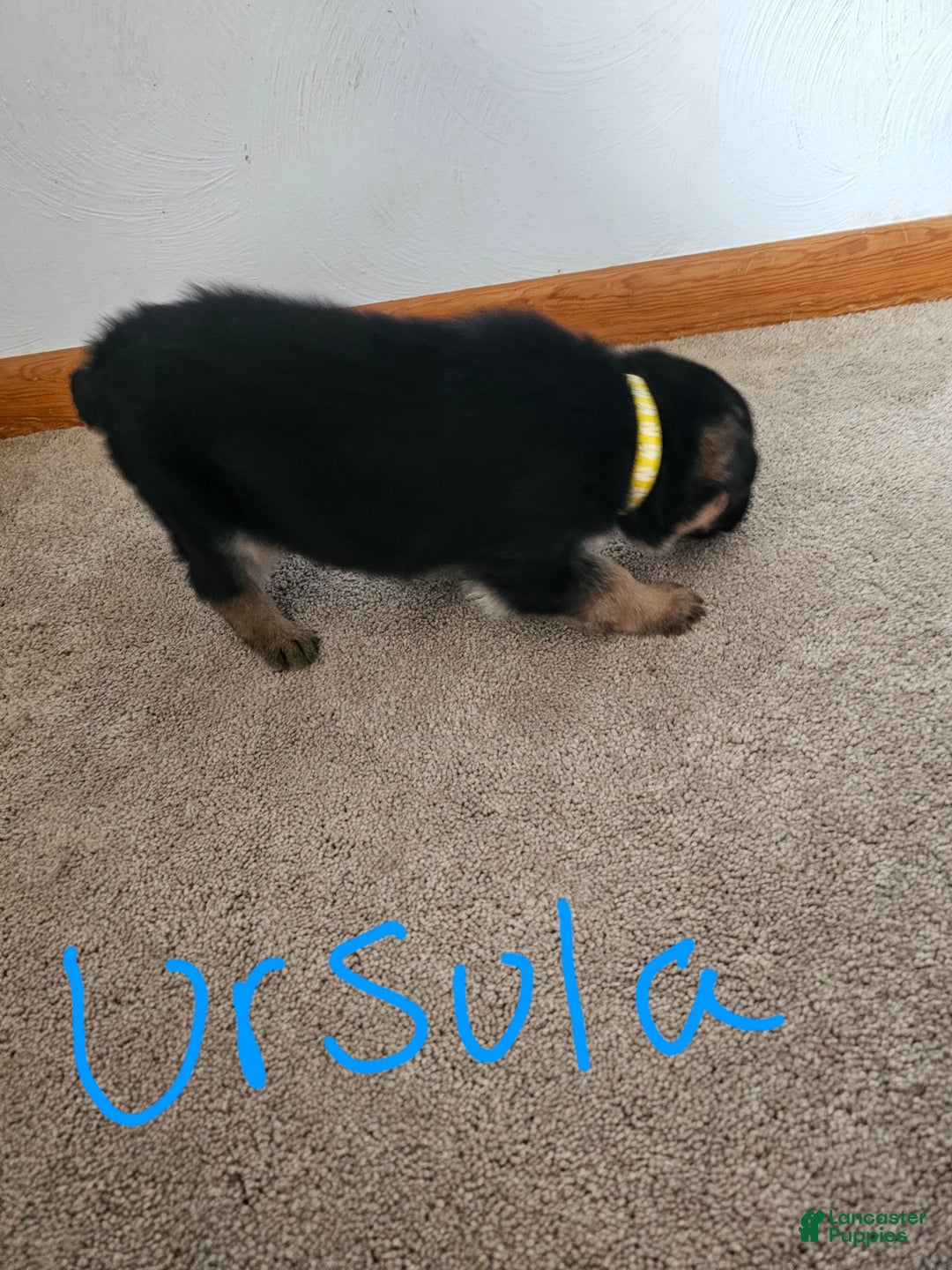 German Shepherd dogs for sale: German Shepherd Puppy 3 - Ad 6