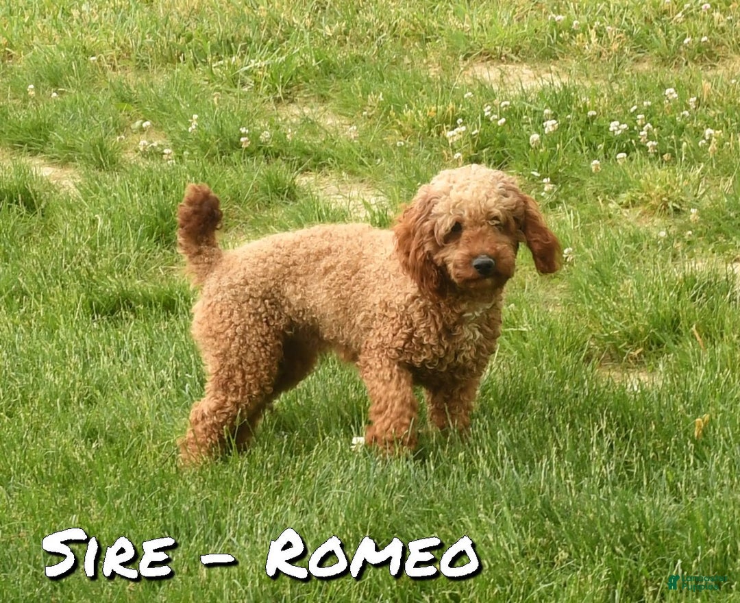 Cavapoo dogs for sale: Duane - Ad 11