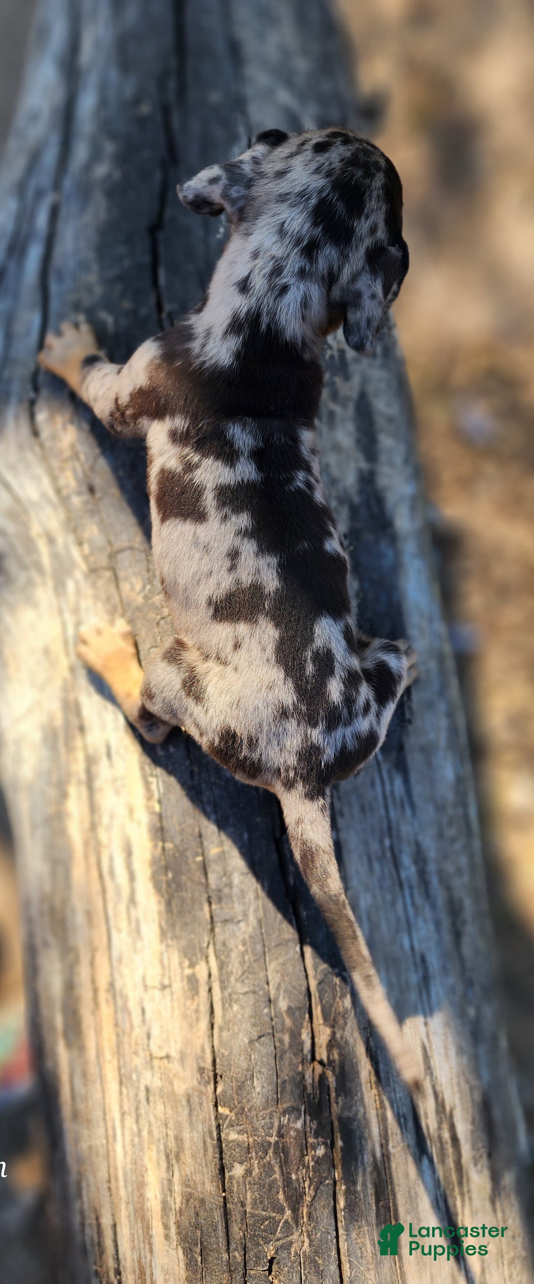 Catahoula Leopard Dog dogs for sale: Houdini 2025 Female 1 - Ad 14