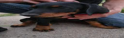Doberman Pinscher dogs for sale: Doberman Pinscher Puppy 3 - Ad 7
