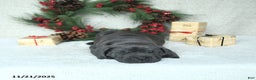 Cane Corso dogs for sale: Noel - Ad 11
