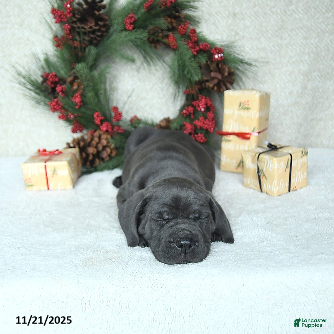 Cane Corso dogs for sale: Noel - Ad 11