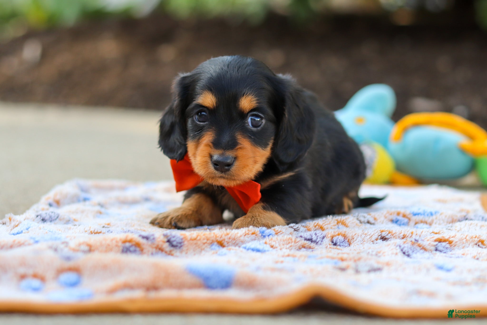 Miniature Dachshund dogs Clark - Ad 2