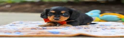 Miniature Dachshund dogs for sale: Clark - Ad 2