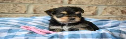 Morkie dogs for sale: Linda - Ad 6