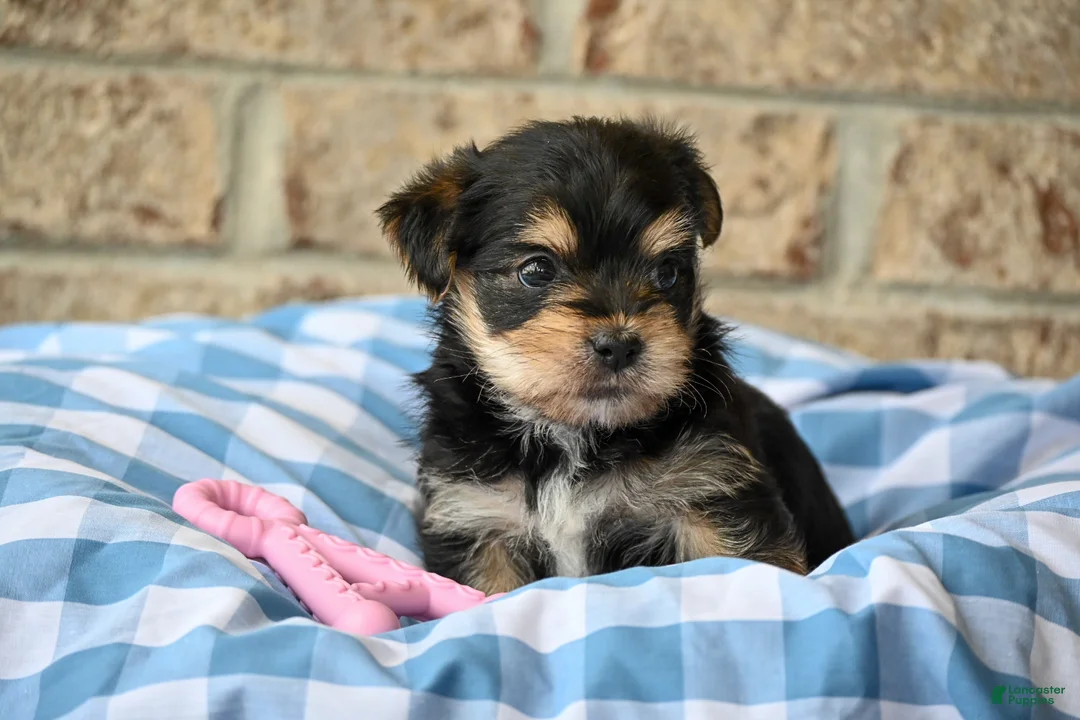 Morkie dogs for sale: Linda - Ad 6