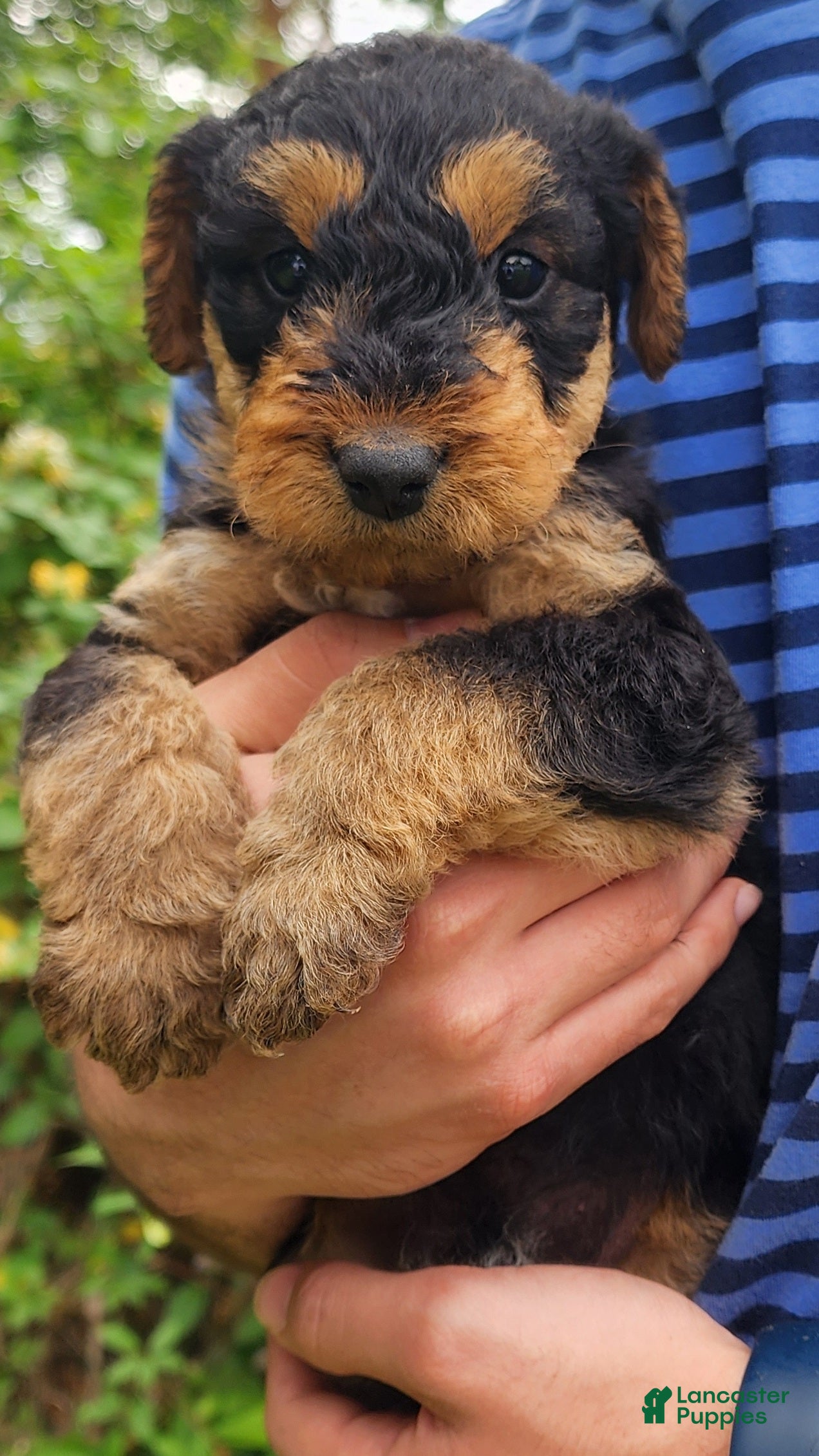 Airedale Terrier dogs Enchanted Airedales - Blue Boy - Ad 2