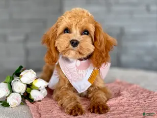 Cavapoo dogs for sale: Blossom Cavapoo Puppy - Ad 4