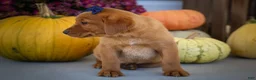 Labrador Retriever dogs for sale: NATHAN - Ad 7