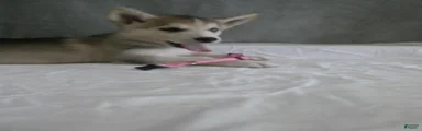 Tundra