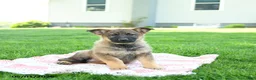 German Shepherd dogs for sale: Clover - Ad 4