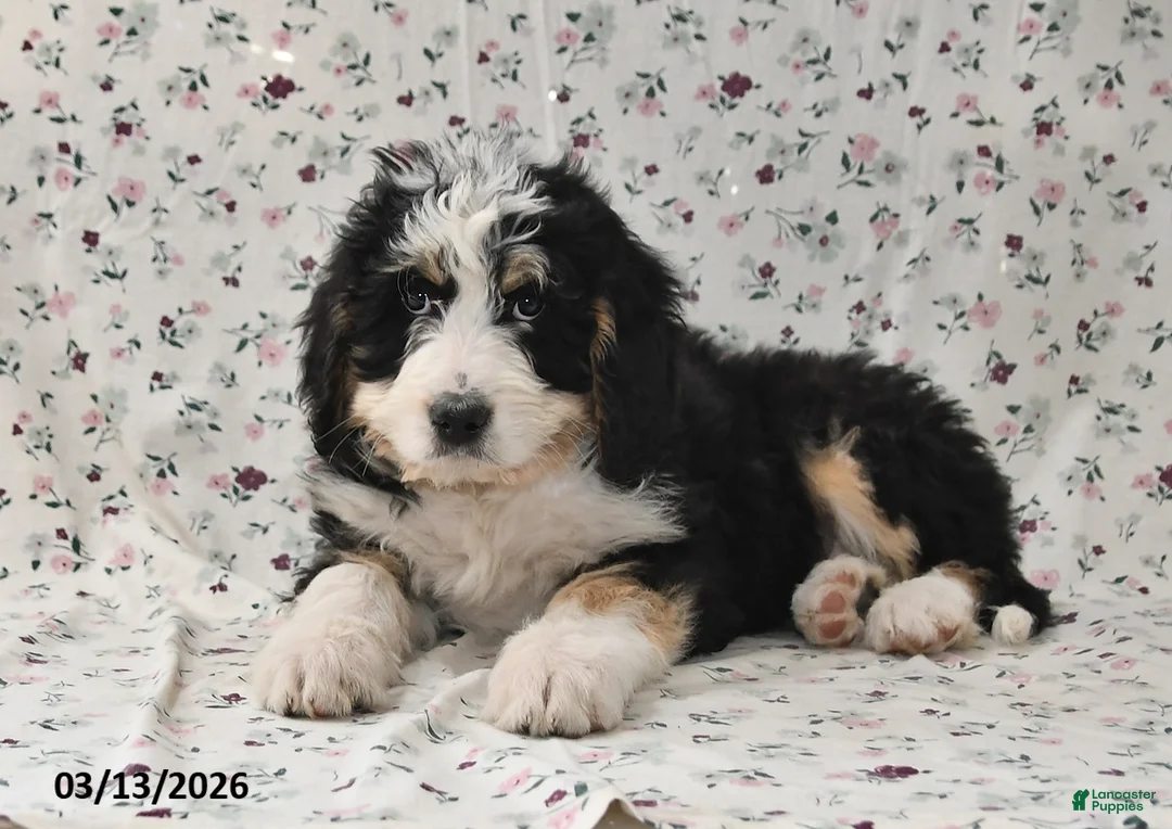 Bernedoodle dogs for sale: Max - Ad 2