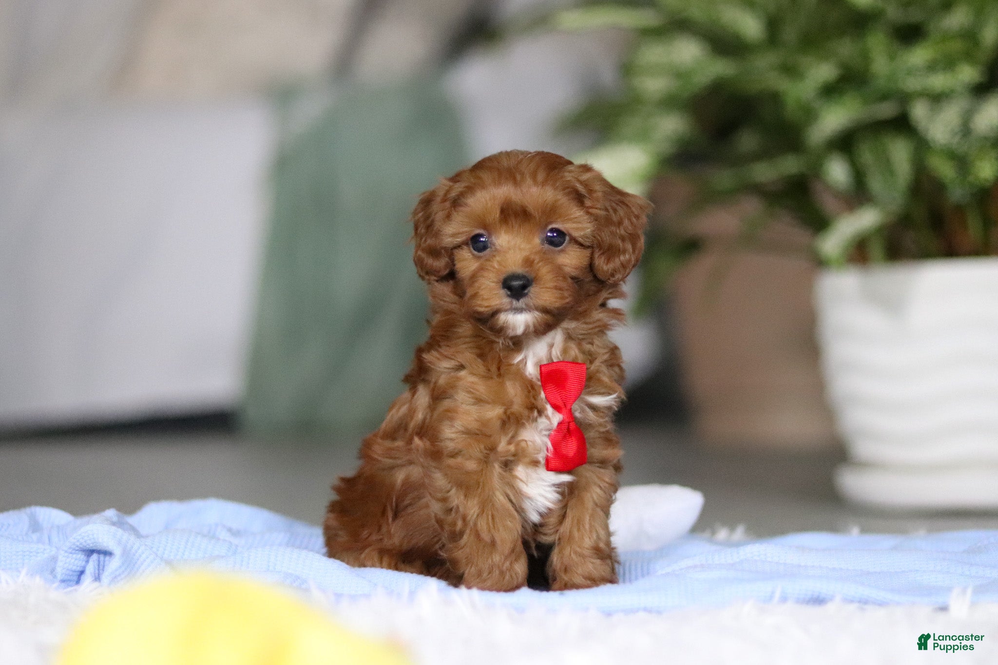 Cavapoo dogs Tiny Teddy - Ad 1
