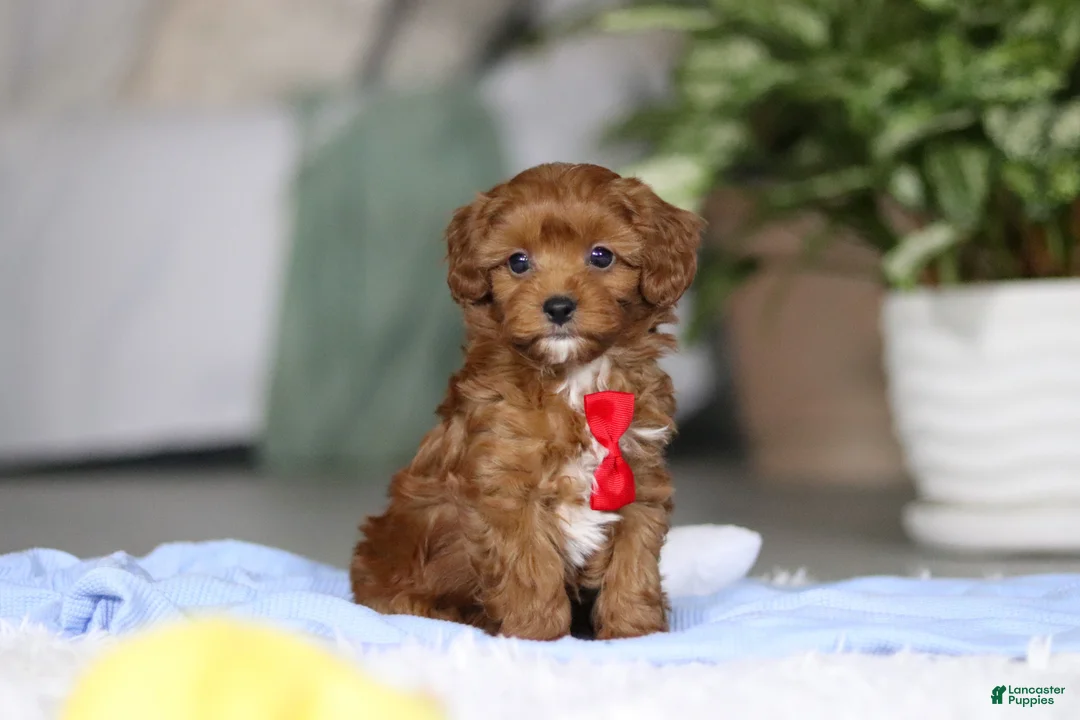 Cavapoo dogs for sale: Tiny Teddy - Ad 1
