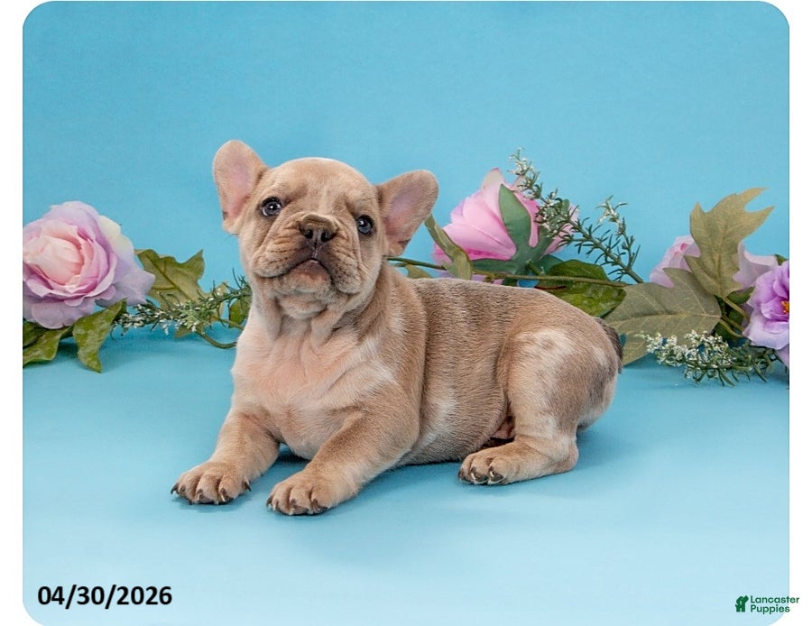 French Bulldog dogs for sale: Teddy - Ad 1
