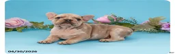 French Bulldog dogs for sale: Teddy - Ad 1