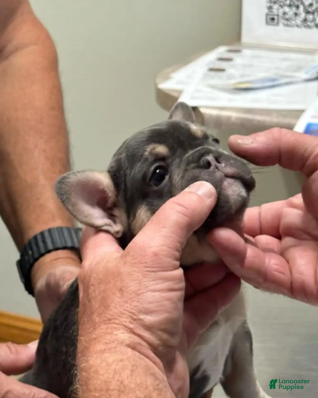 French Bulldog dogs for sale: Storm - Ad 2