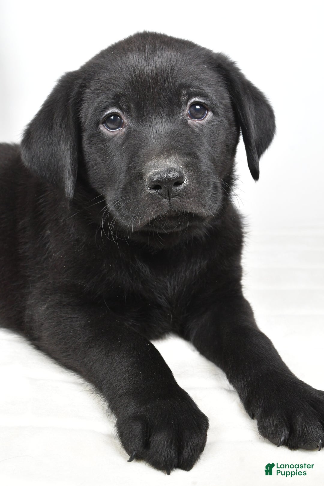 Labrador Retriever dogs for sale: Maverick - Ad 7