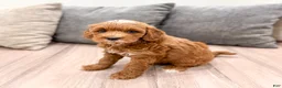 Mini Goldendoodle dogs for sale: Harry - Ad 6